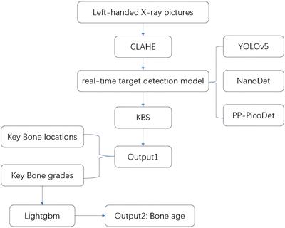 A real-time automated bone age assessment system based on the RUS-CHN method